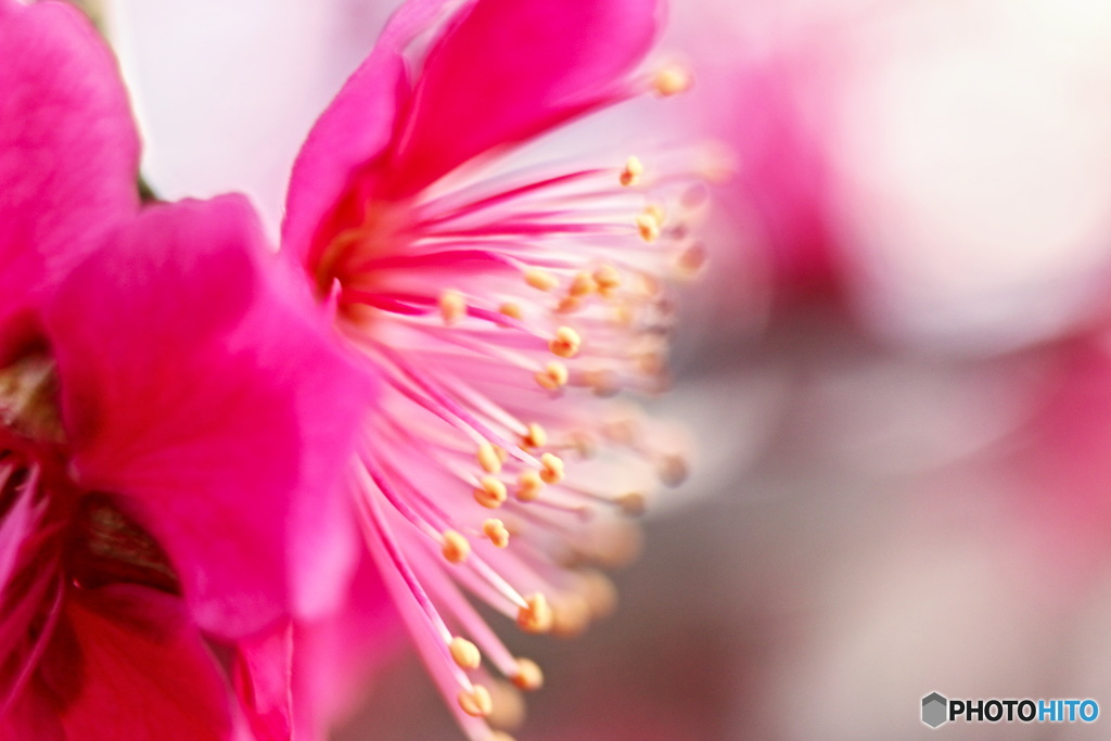 Ume  Etc4