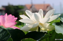 蓮　清心　3