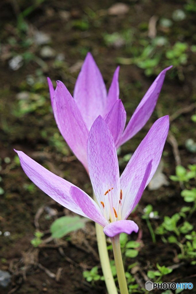 彩玉日和４（イヌサフラン）