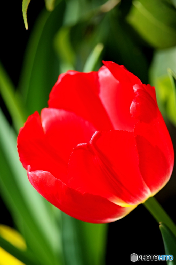 春を感じる花　５