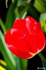 春を感じる花　５