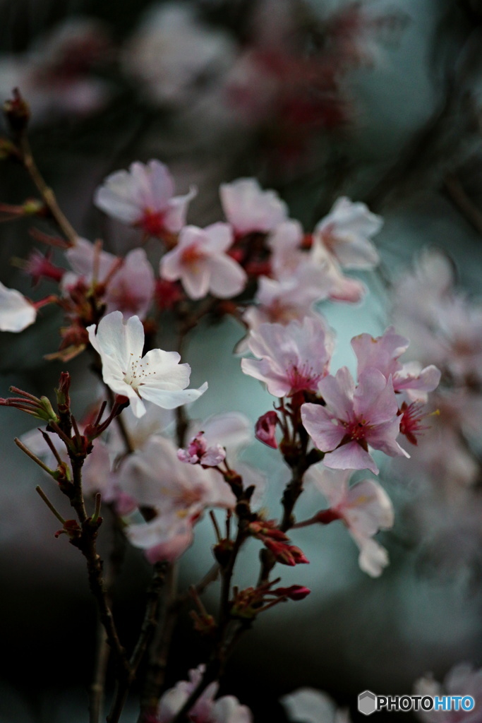 春爛漫５（山桜）
