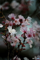 春爛漫５（山桜）