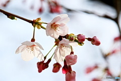 桜　色　２