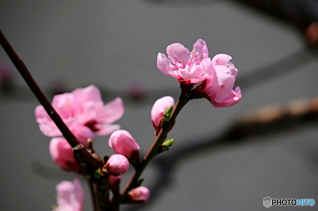 東京日和３２（春の花）