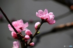 東京日和３２（春の花）