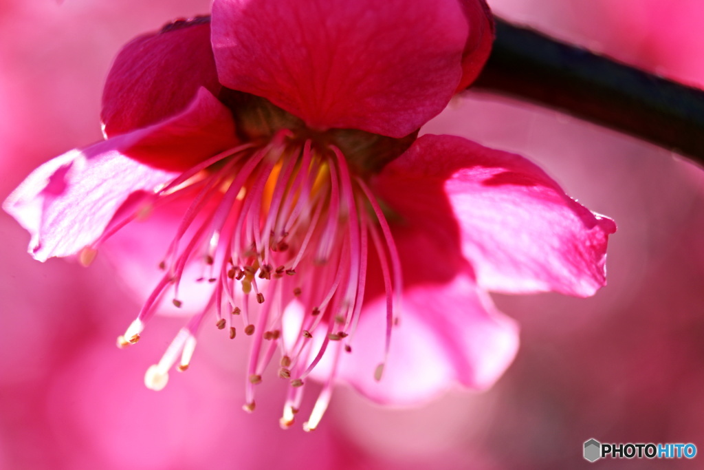 Ume  Etc6