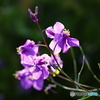 春緑花　4