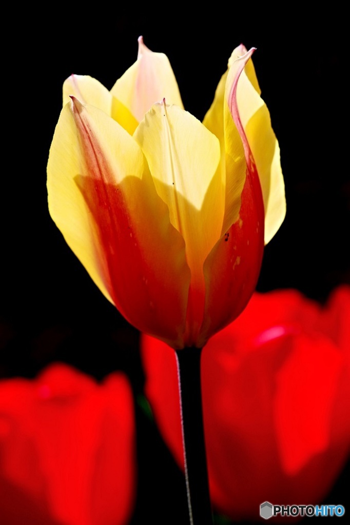 春を感じる花　８