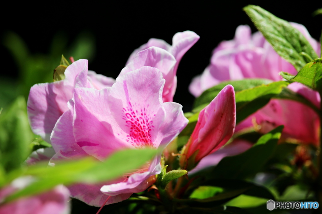 春緑花　11