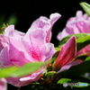 春緑花　11