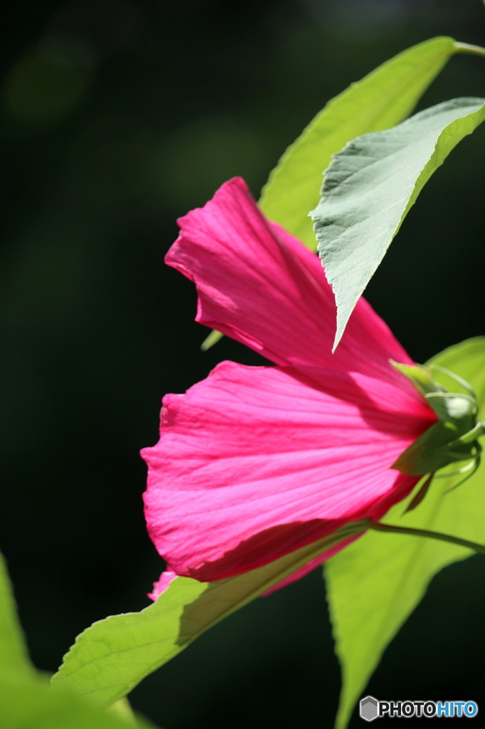 夏の花　凛として　1