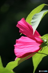 夏の花　凛として　1