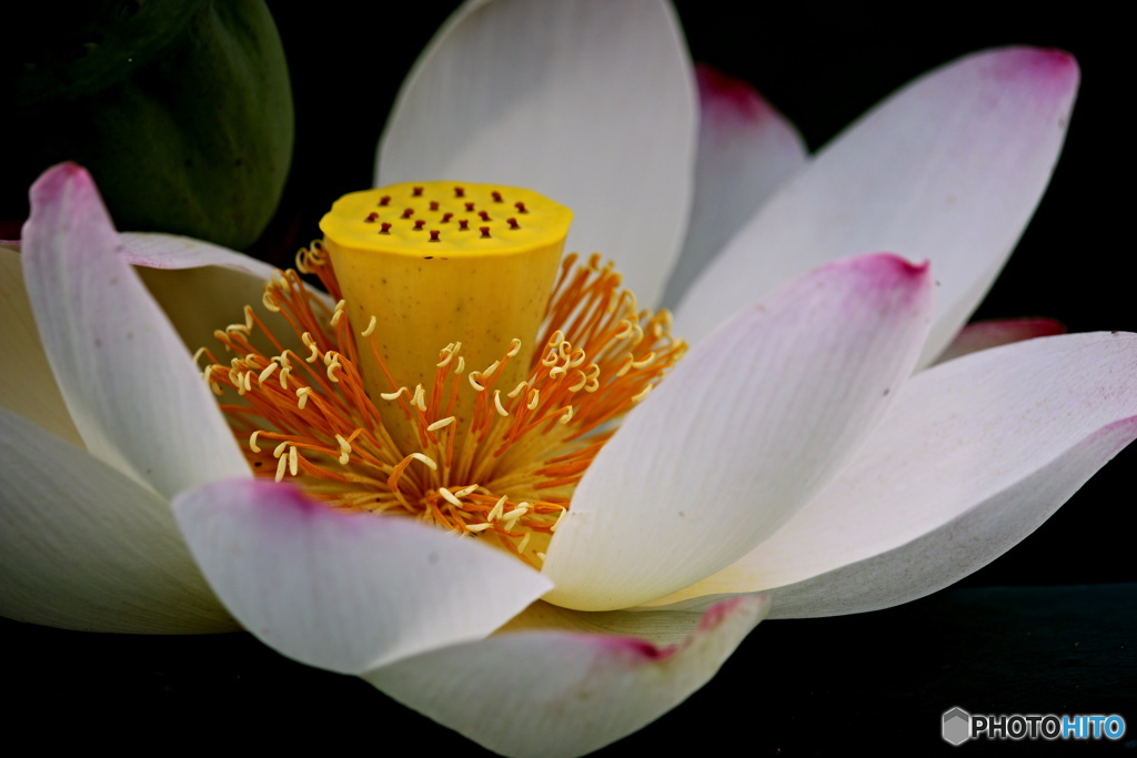 いちばん好きな花１０