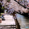 葉桜　２