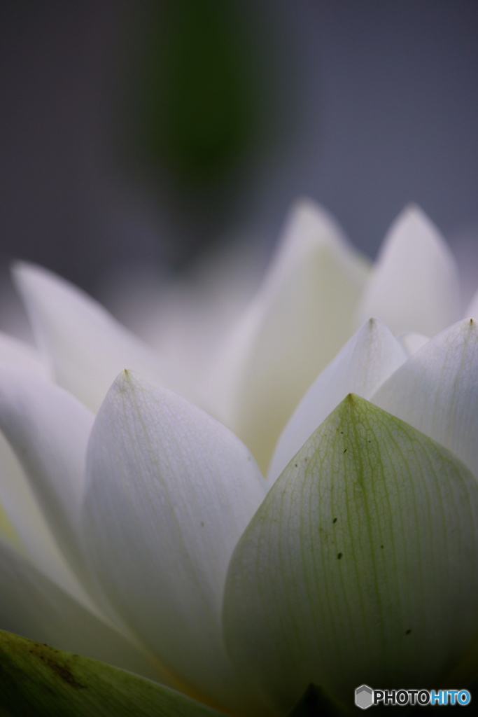 一番好きな花　２