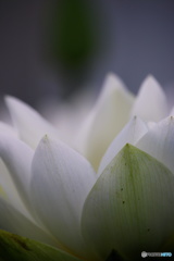 一番好きな花　２