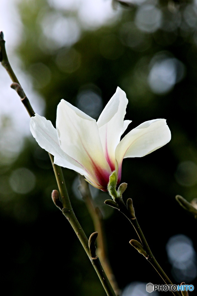 東京日和３２（春の花）