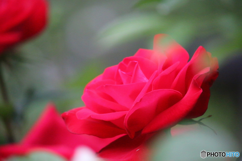 薔薇の品格　6