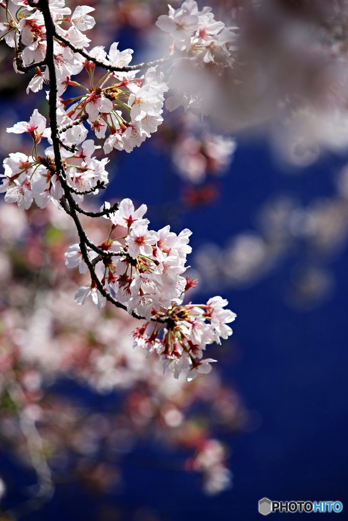 葉桜　5