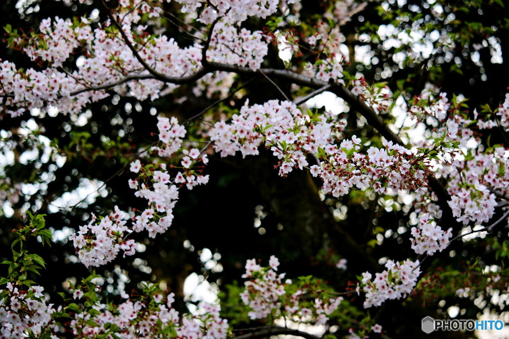 葉桜　８