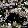 葉桜　８