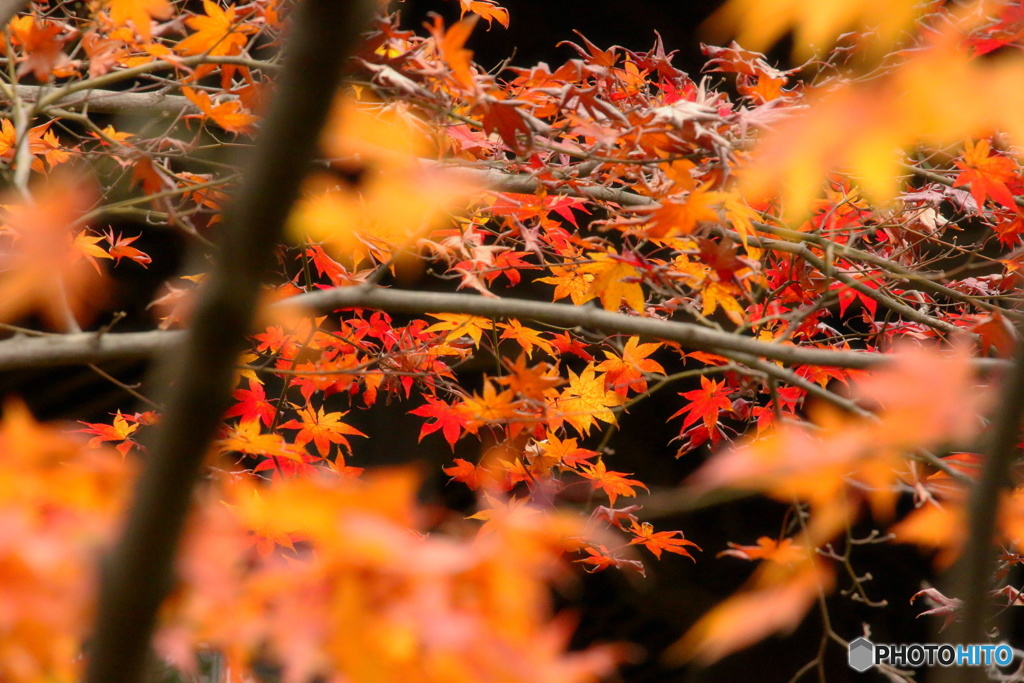 紅葉（もみじ）のいろみ　４