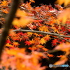 紅葉（もみじ）のいろみ　４