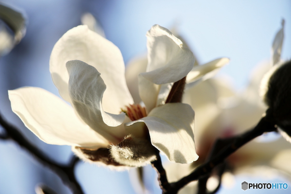 梅と桜の合間に１