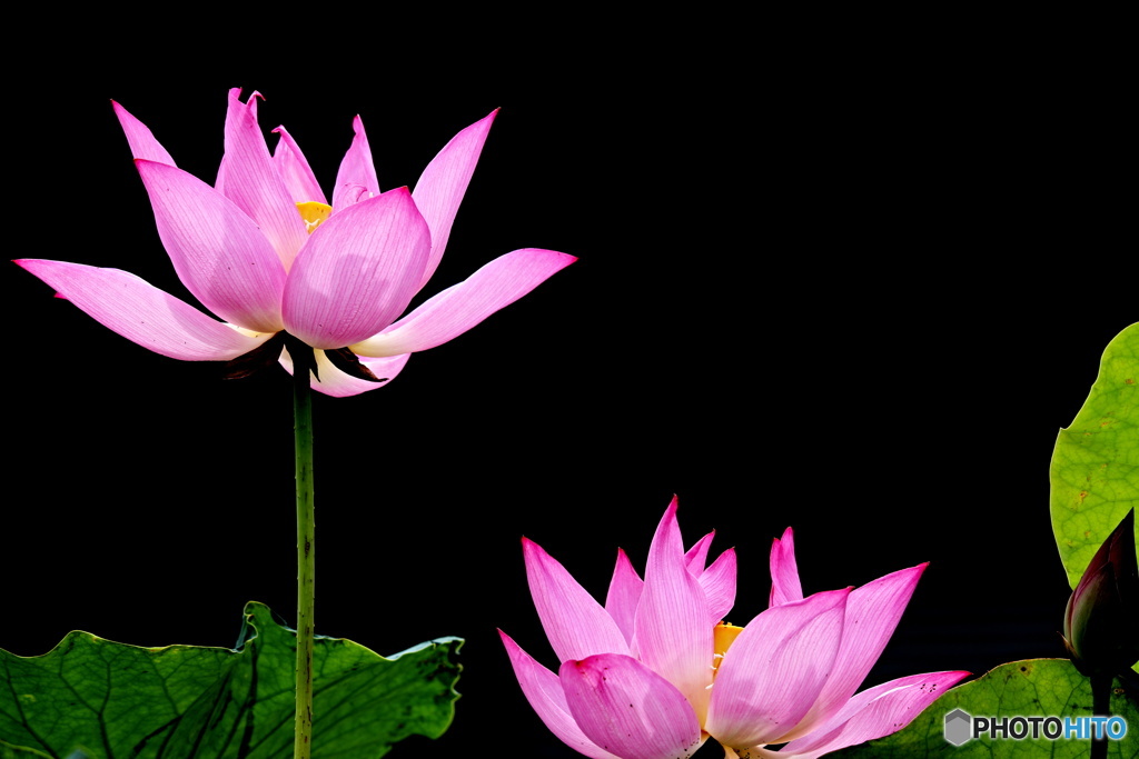 一番好きな花　７