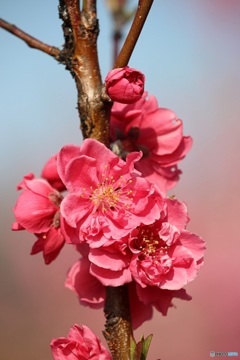 東京日和３１（春の花）