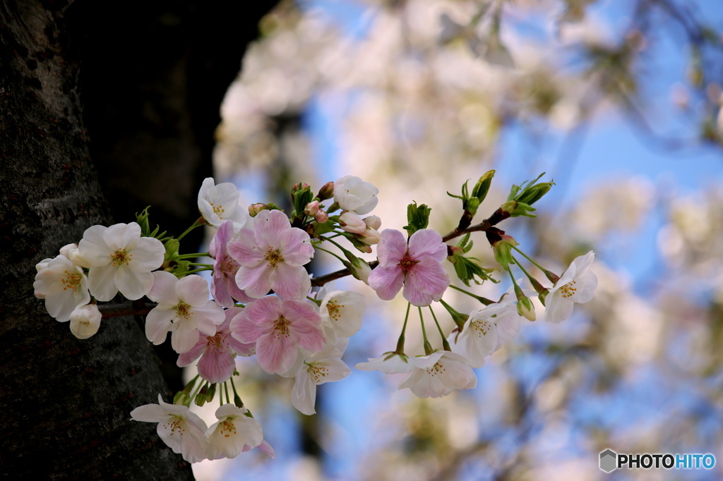 東京日和３４（sakura)