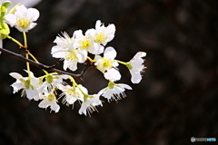 春の花　４