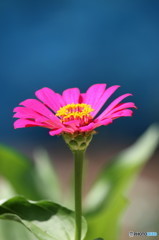 夏の花　凛として　３