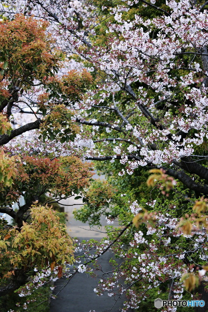 葉桜　6
