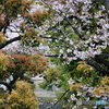 葉桜　6