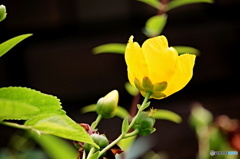 東京日和４２（梅雨の花）