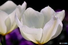 春を感じる花　６
