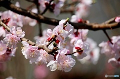 東京日和３３（春の花）