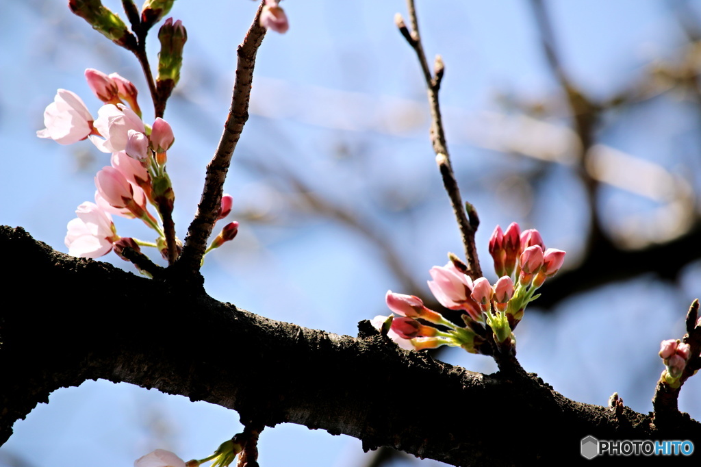 東京日和３４（桜）