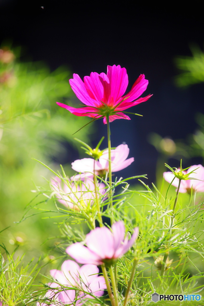 ラスト　秋桜　８－6