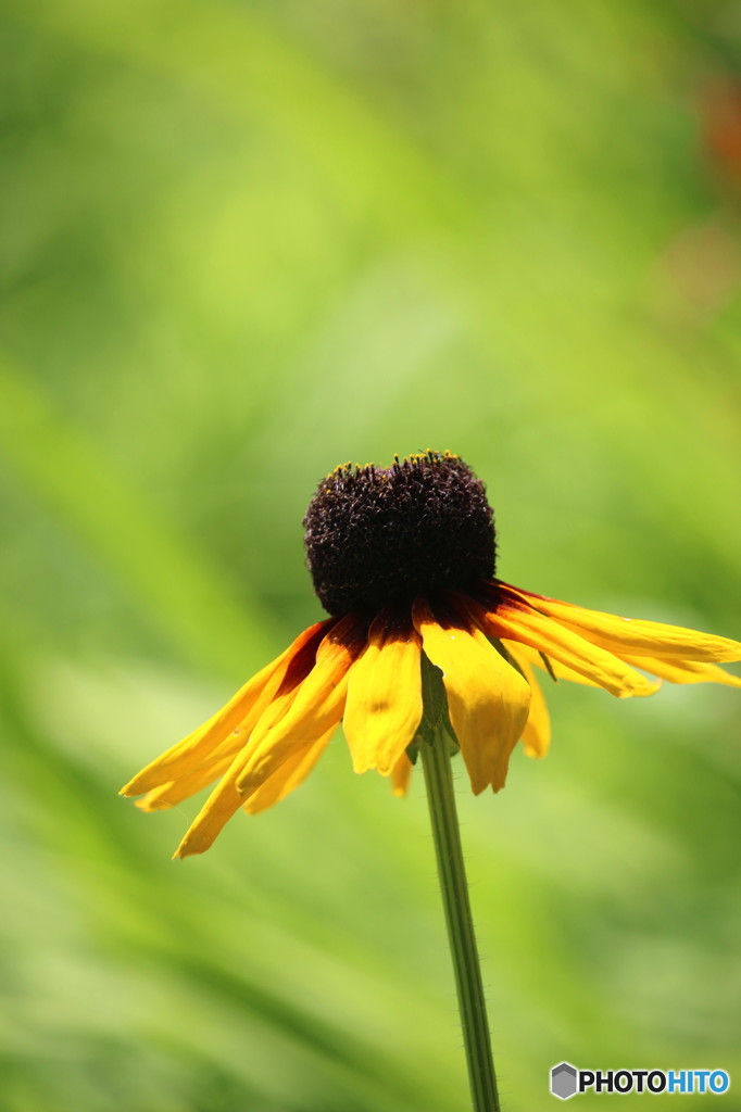 夏の花　凛として　４