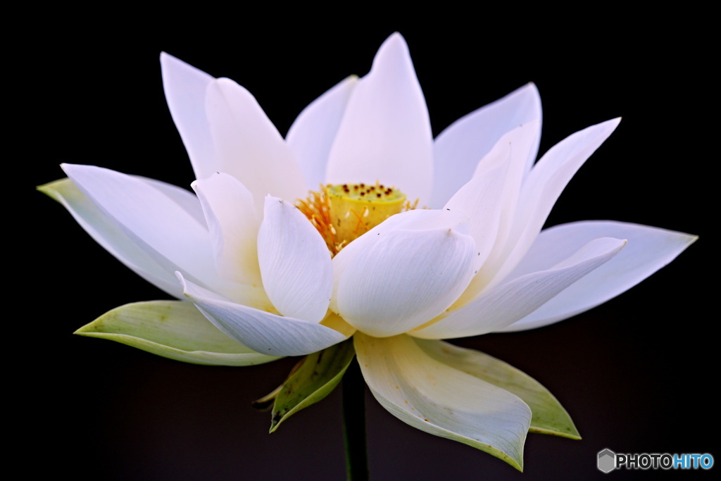 一番好きな花　３