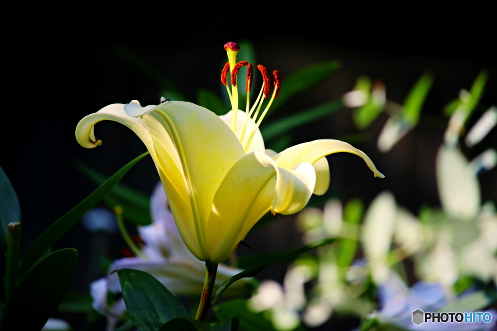 花の変わり目１