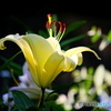 花の変わり目１