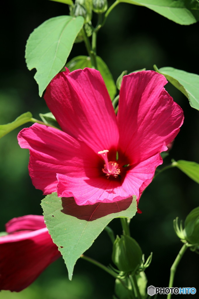 夏の花　凛として　２