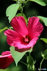 夏の花　凛として　２