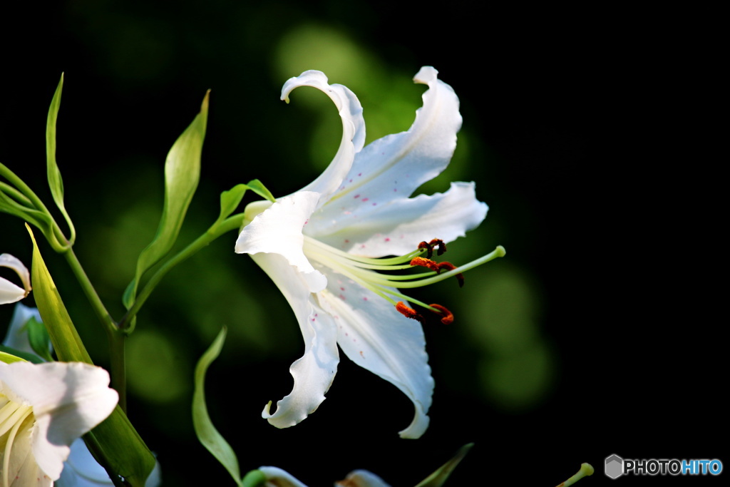 花の変わり目3