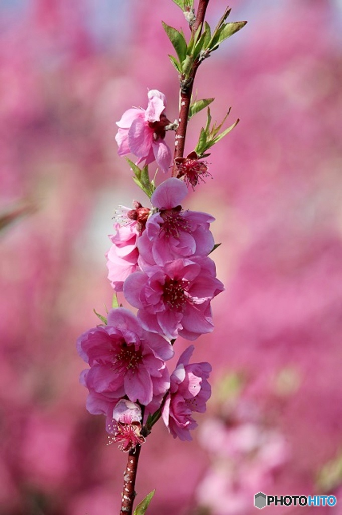 東京日和３1（春の花）