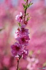 東京日和３1（春の花）